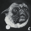 pug